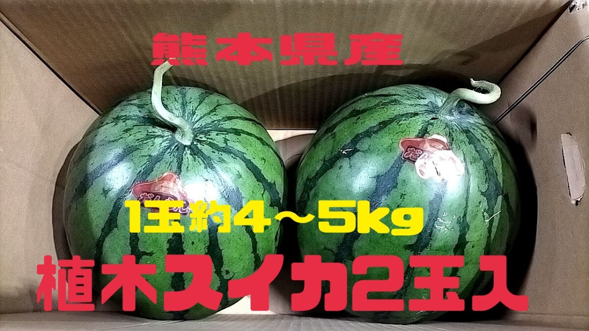 熊本県産植木スイカ2玉入【1玉約4～5kg】品種だんらん_画像1