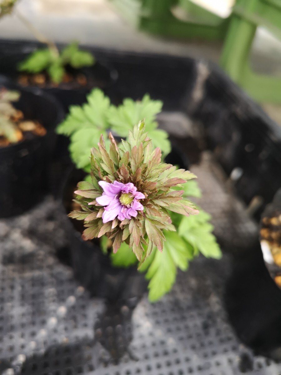 【山野草】イチリンソウ　八重咲き　キクザキイチゲ　七変化　開花中　花１　１Ｐ　_画像3