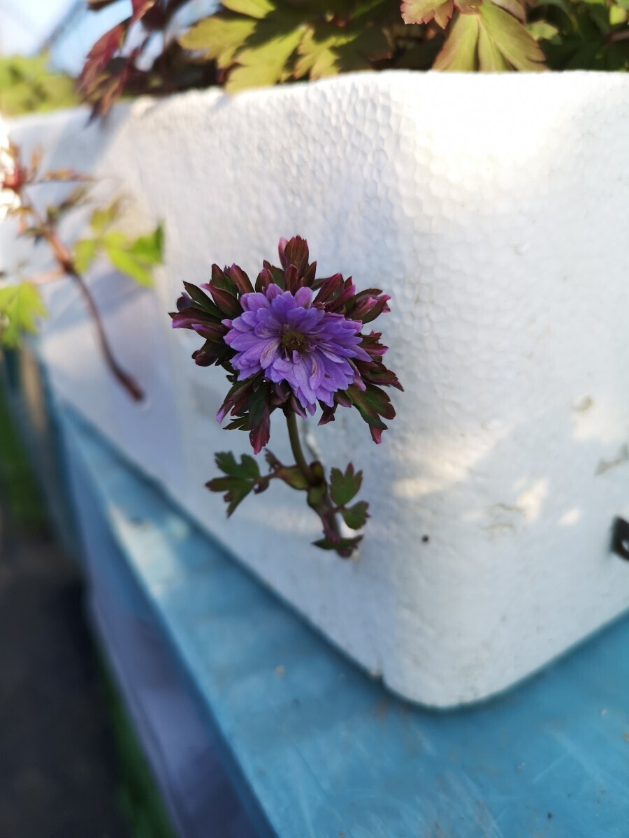 【山野草】イチリンソウ　八重咲き　キクザキイチゲ　七変化　開花中　花１葉１　１Ｐ　_画像2