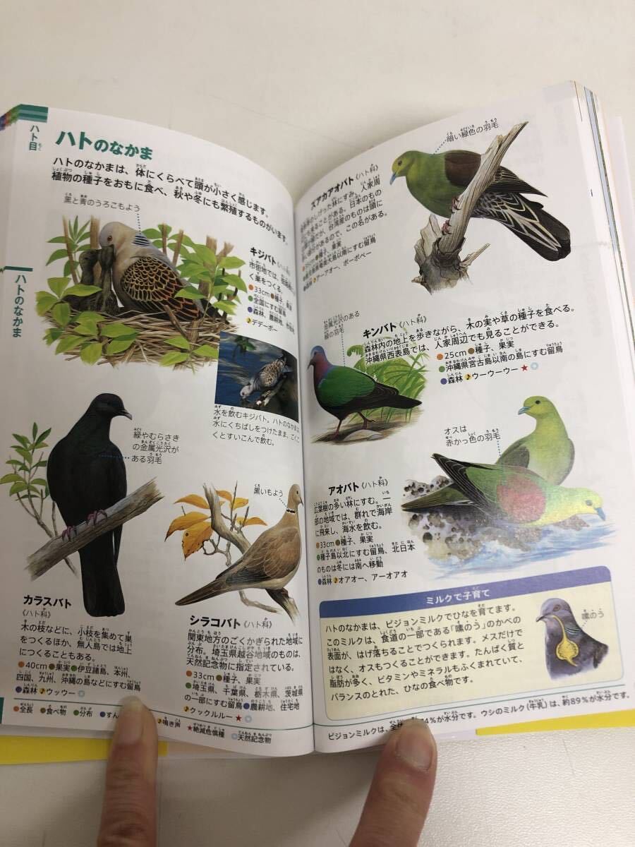 小学館の図鑑　NEO POCKET 鳥_画像4