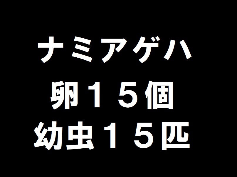 bz95●数量2で出品 【即決】ナミアゲハ 卵15個＋幼虫15匹 いーっぱい育てるのが夢な方へ☆ アゲハチョウ 蝶 イモムシ 昆虫 セット 自由研究の画像1