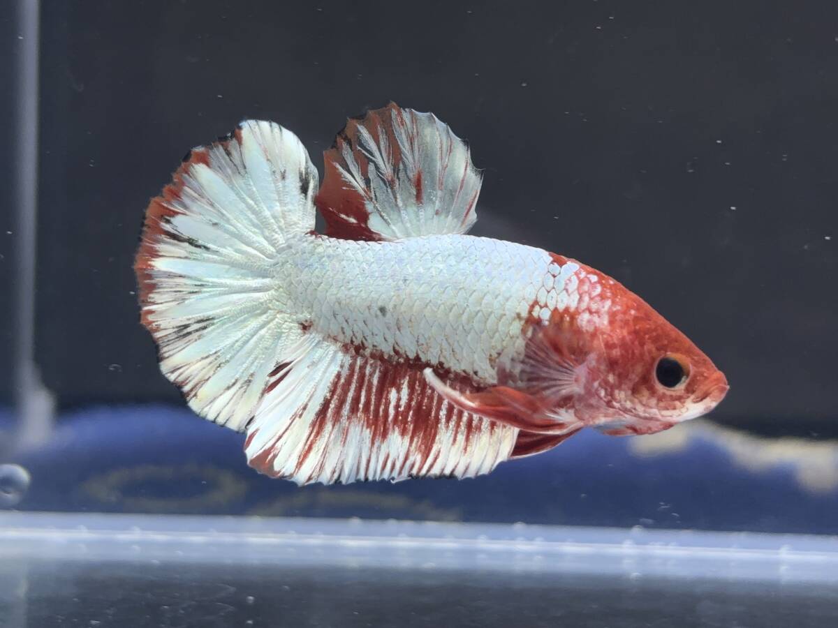 B627 betta Chan *[ animation seeing .^^]NEW! super beautiful beauty white red Dragon pra cut [ safety transportation!][ Thai direct import ][. put on complete compensation ]