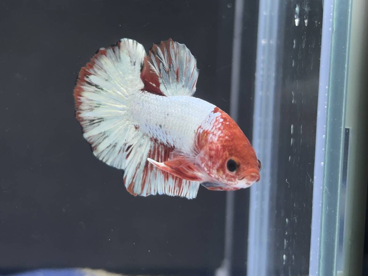 B627 betta Chan *[ animation seeing .^^]NEW! super beautiful beauty white red Dragon pra cut [ safety transportation!][ Thai direct import ][. put on complete compensation ]