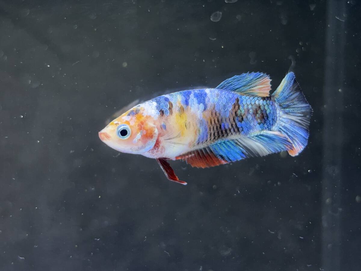 252 female betta Chan [ animation seeing .^^] beautiful beauty! blue candy pra cut! beautiful . pretty! pairing or. aquarium .![. put on complete compensation ]