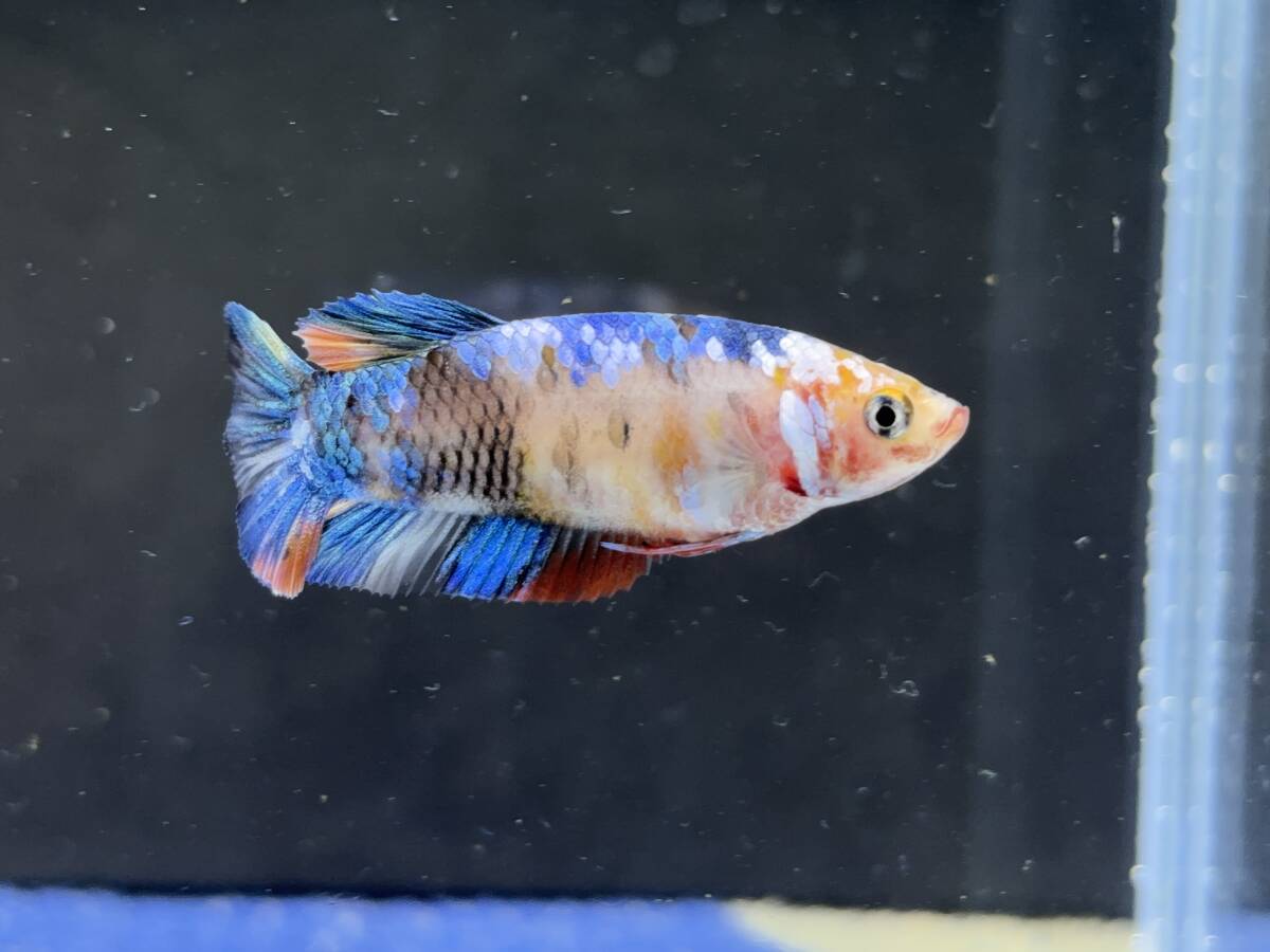 252 female betta Chan [ animation seeing .^^] beautiful beauty! blue candy pra cut! beautiful . pretty! pairing or. aquarium .![. put on complete compensation ]