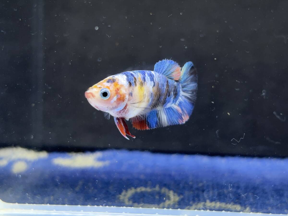 252 female betta Chan [ animation seeing .^^] beautiful beauty! blue candy pra cut! beautiful . pretty! pairing or. aquarium .![. put on complete compensation ]