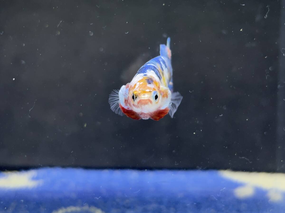 252 female betta Chan [ animation seeing .^^] beautiful beauty! blue candy pra cut! beautiful . pretty! pairing or. aquarium .![. put on complete compensation ]