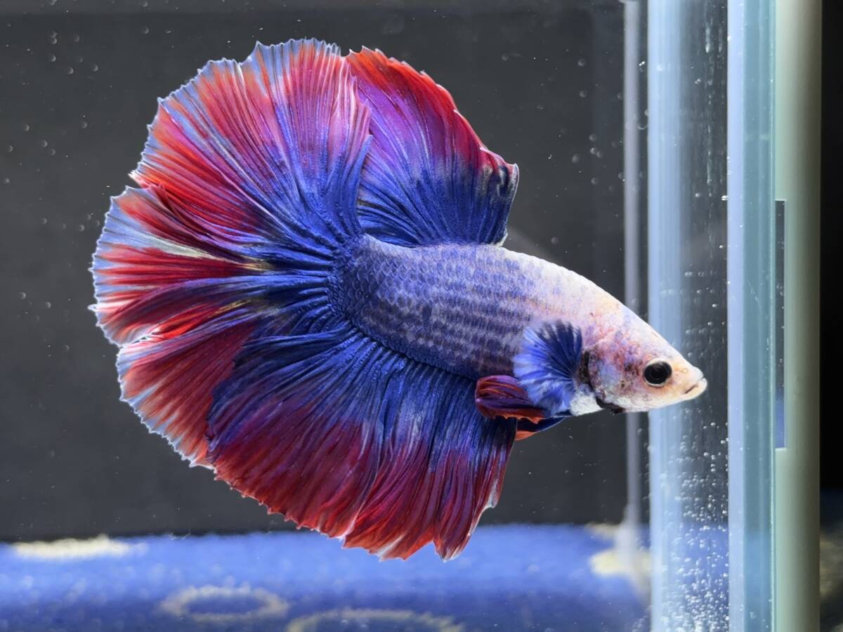 B767 betta Chan *[ animation seeing .^^]NEW! super beautiful beauty!b LOOPER pull butterfly half moon [ safety transportation!][ Thai direct import ][. put on complete compensation ]