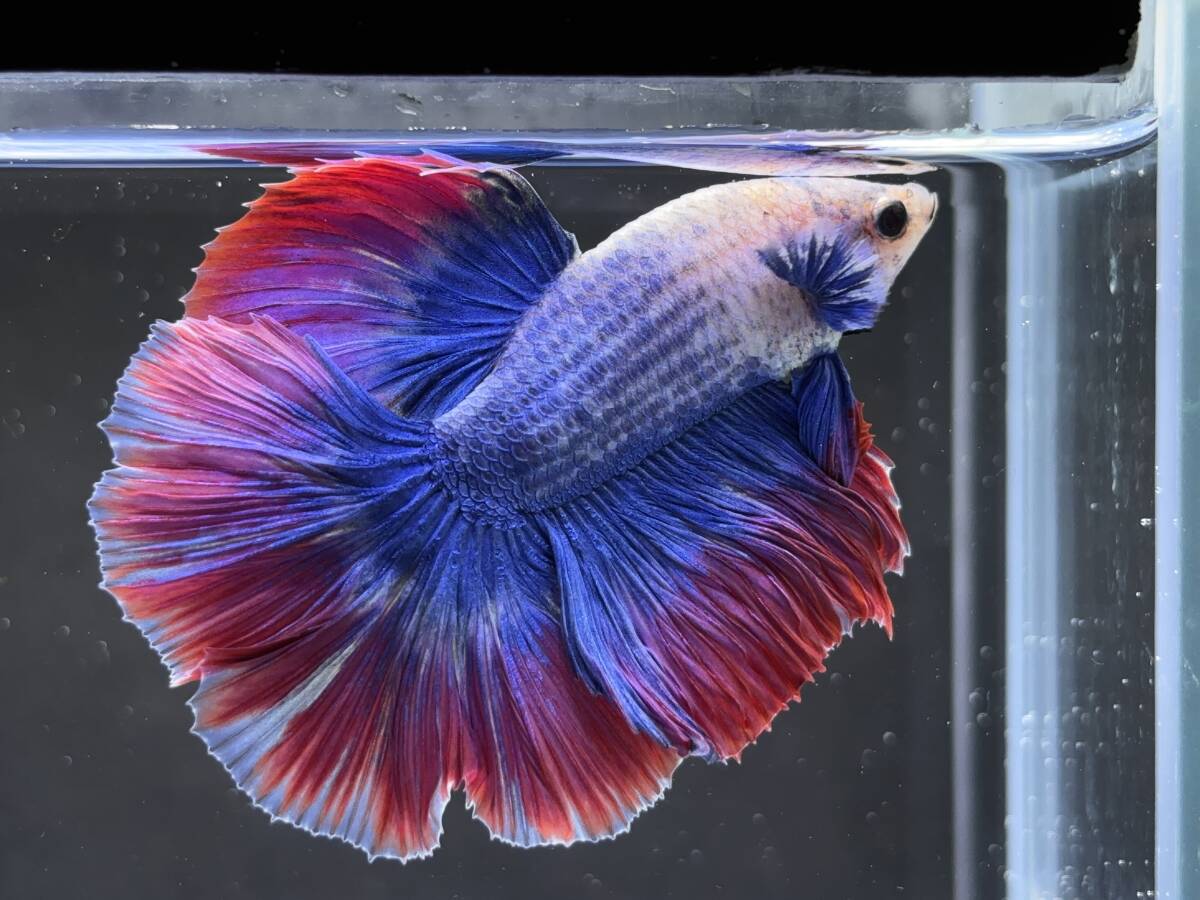 B767 betta Chan *[ animation seeing .^^]NEW! super beautiful beauty!b LOOPER pull butterfly half moon [ safety transportation!][ Thai direct import ][. put on complete compensation ]