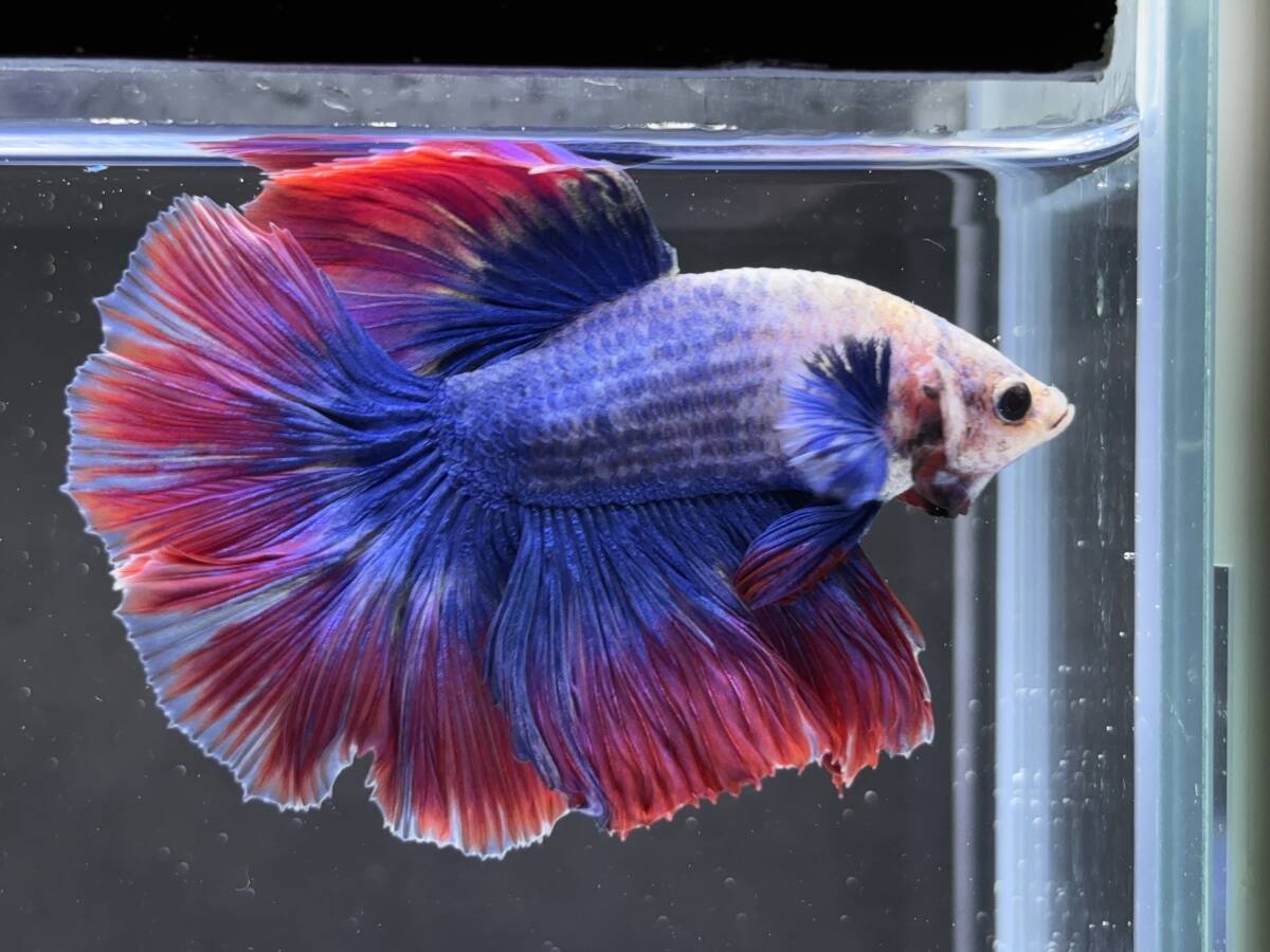 B767 betta Chan *[ animation seeing .^^]NEW! super beautiful beauty!b LOOPER pull butterfly half moon [ safety transportation!][ Thai direct import ][. put on complete compensation ]