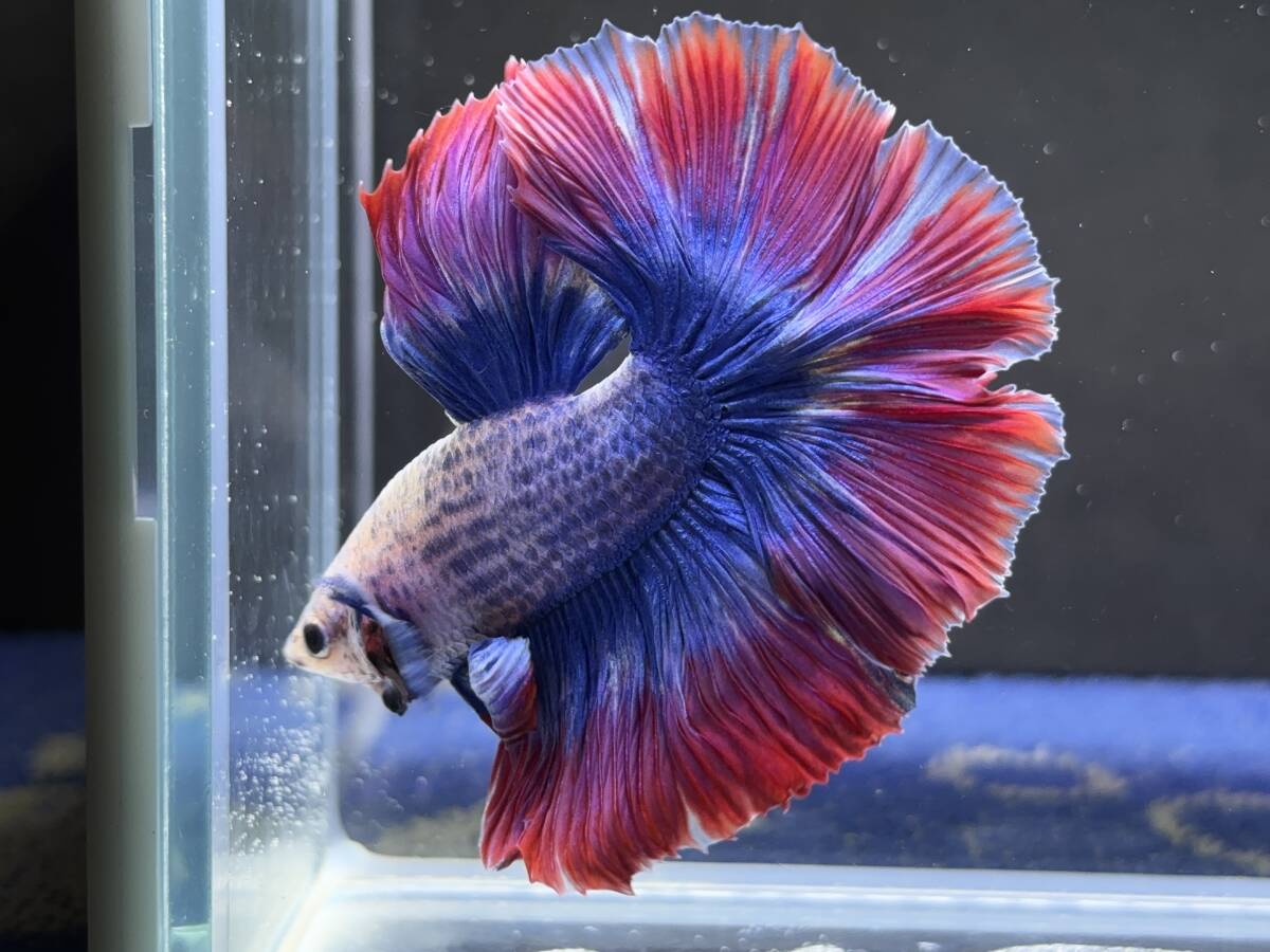 B767 betta Chan *[ animation seeing .^^]NEW! super beautiful beauty!b LOOPER pull butterfly half moon [ safety transportation!][ Thai direct import ][. put on complete compensation ]