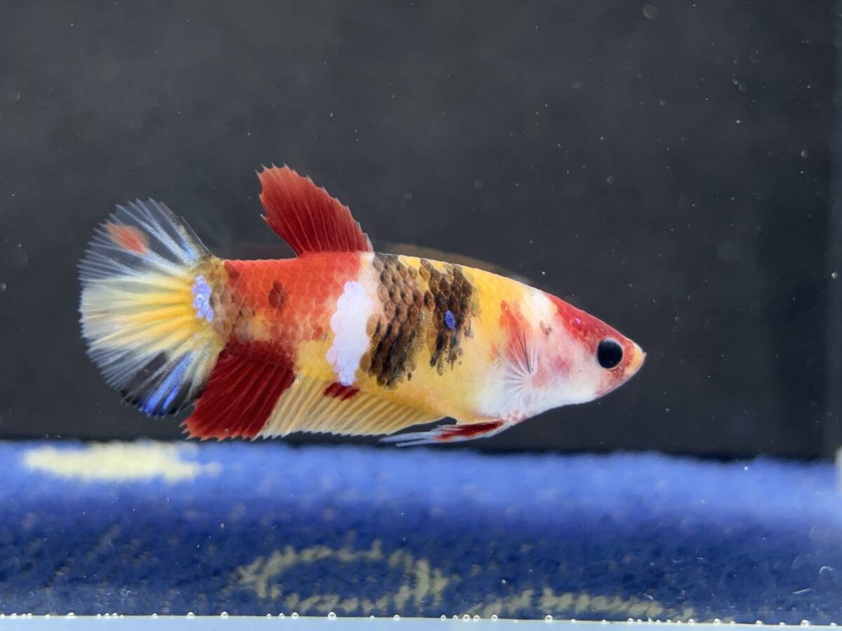 288 female betta Chan [ animation seeing .^^] red yellow candy pra cut! beautiful . pretty! pairing or. aquarium .![. put on complete compensation ]