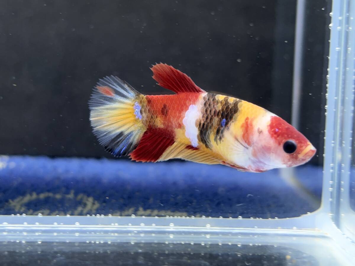 288 female betta Chan [ animation seeing .^^] red yellow candy pra cut! beautiful . pretty! pairing or. aquarium .![. put on complete compensation ]