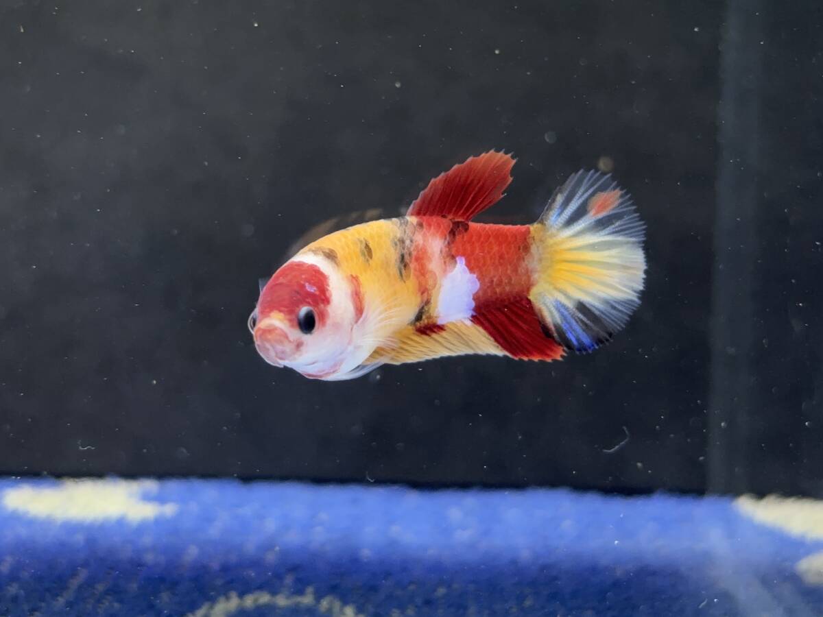 288 female betta Chan [ animation seeing .^^] red yellow candy pra cut! beautiful . pretty! pairing or. aquarium .![. put on complete compensation ]