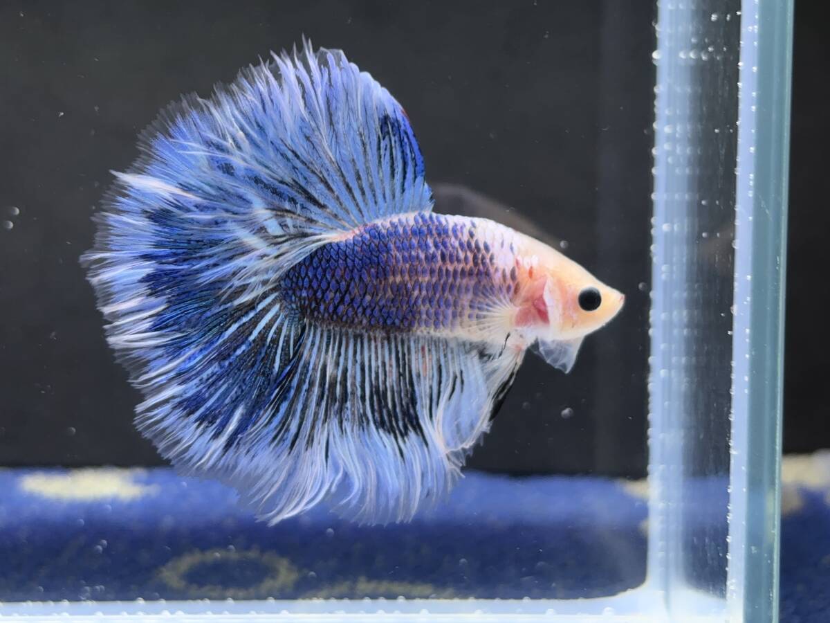 B814 betta Chan *[ animation seeing .^^]NEW! super beautiful beauty! blue marble Dragon half moon [ safety transportation!][ Thai direct import ][. put on complete compensation ]