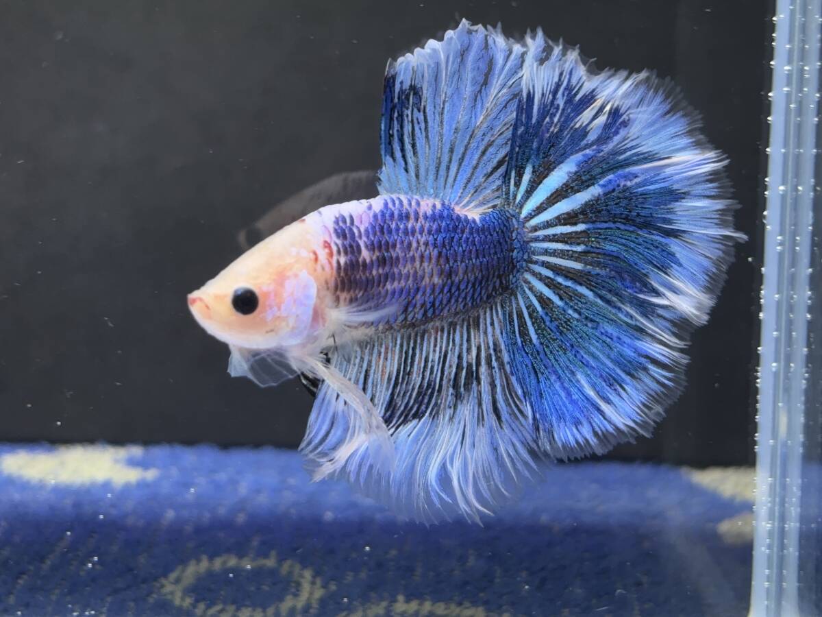 B814 betta Chan *[ animation seeing .^^]NEW! super beautiful beauty! blue marble Dragon half moon [ safety transportation!][ Thai direct import ][. put on complete compensation ]