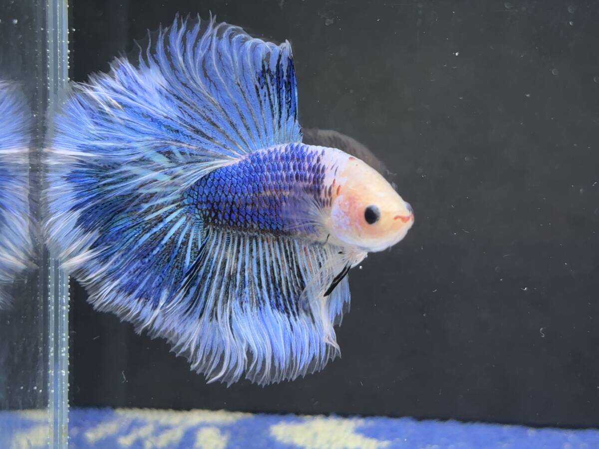 B814 betta Chan *[ animation seeing .^^]NEW! super beautiful beauty! blue marble Dragon half moon [ safety transportation!][ Thai direct import ][. put on complete compensation ]