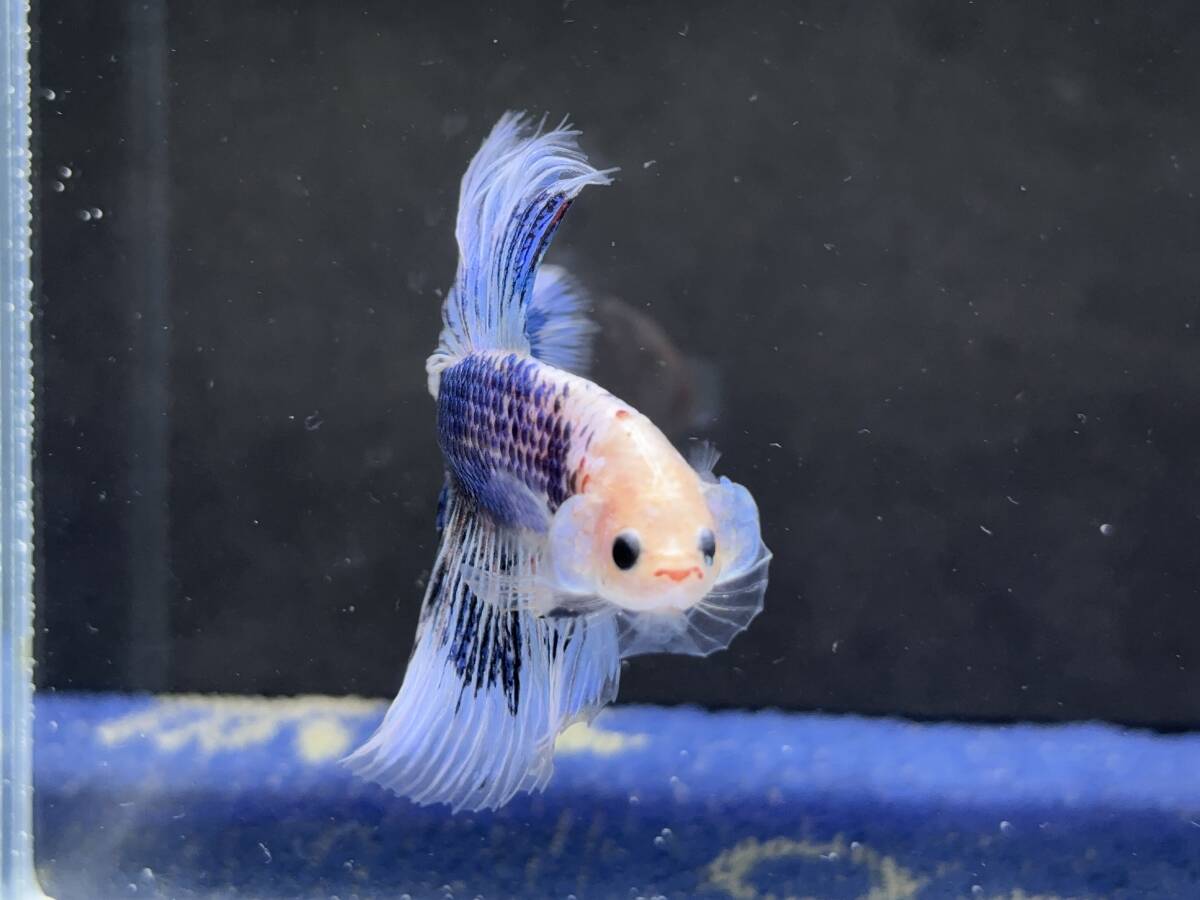 B814 betta Chan *[ animation seeing .^^]NEW! super beautiful beauty! blue marble Dragon half moon [ safety transportation!][ Thai direct import ][. put on complete compensation ]