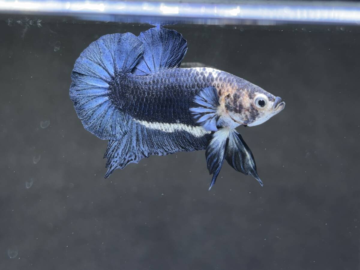 B820 betta Chan *[ animation seeing .^^]NEW! super beautiful beauty! mat blue candy pra cut [ safety transportation!][ Thai direct import ][. put on complete compensation ]