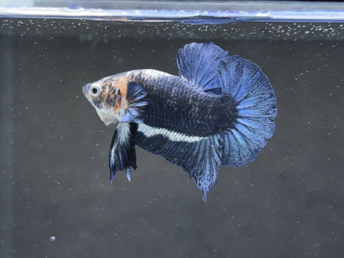 B820 betta Chan *[ animation seeing .^^]NEW! super beautiful beauty! mat blue candy pra cut [ safety transportation!][ Thai direct import ][. put on complete compensation ]