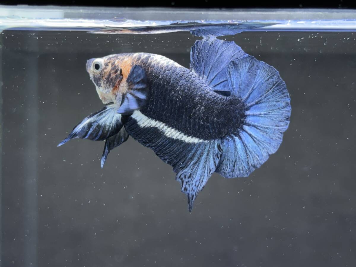 B820 betta Chan *[ animation seeing .^^]NEW! super beautiful beauty! mat blue candy pra cut [ safety transportation!][ Thai direct import ][. put on complete compensation ]