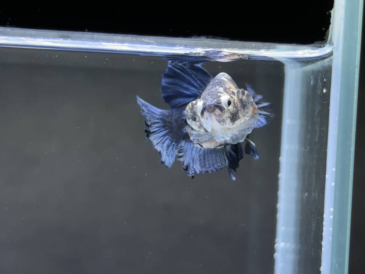B820 betta Chan *[ animation seeing .^^]NEW! super beautiful beauty! mat blue candy pra cut [ safety transportation!][ Thai direct import ][. put on complete compensation ]