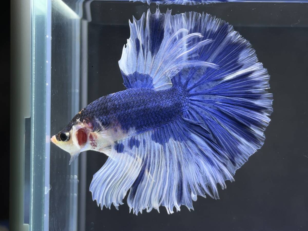 B829 betta Chan *[ animation seeing .^^]NEW! super beautiful beauty! blue white half moon [ safety transportation!][ Thai direct import ][. put on complete compensation ]