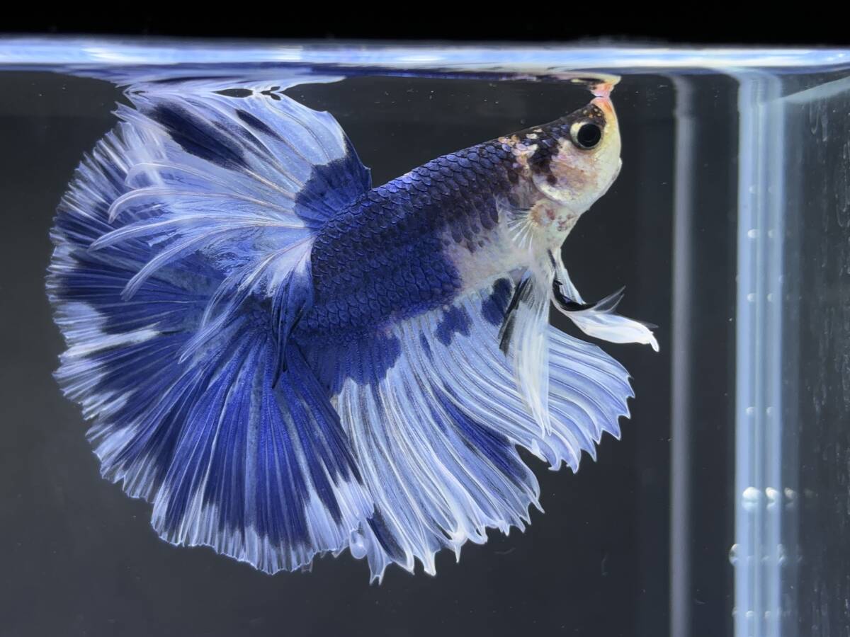 B829 betta Chan *[ animation seeing .^^]NEW! super beautiful beauty! blue white half moon [ safety transportation!][ Thai direct import ][. put on complete compensation ]