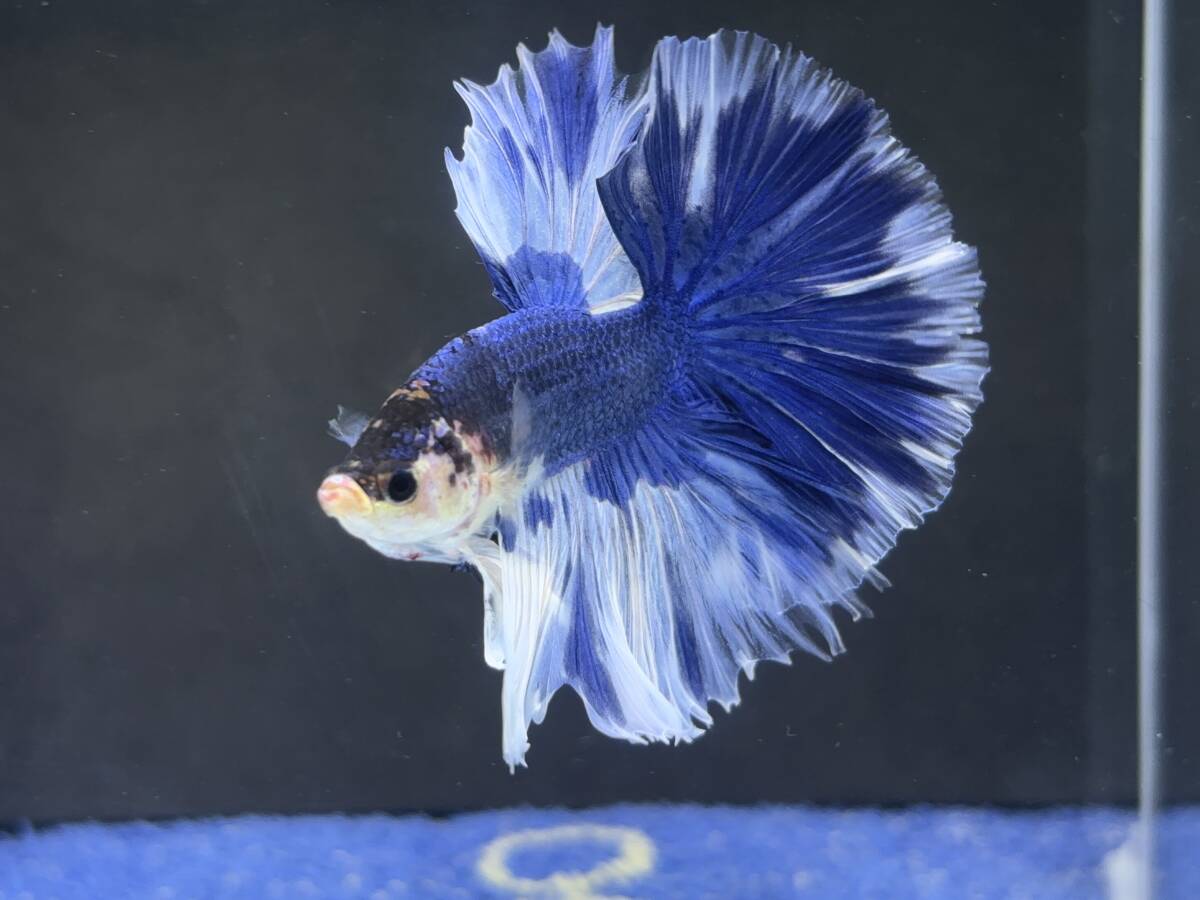 B829 betta Chan *[ animation seeing .^^]NEW! super beautiful beauty! blue white half moon [ safety transportation!][ Thai direct import ][. put on complete compensation ]