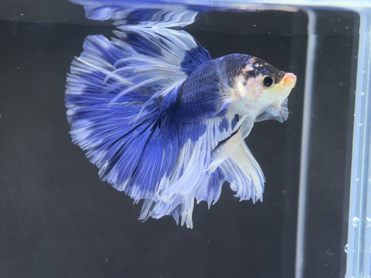 B829 betta Chan *[ animation seeing .^^]NEW! super beautiful beauty! blue white half moon [ safety transportation!][ Thai direct import ][. put on complete compensation ]