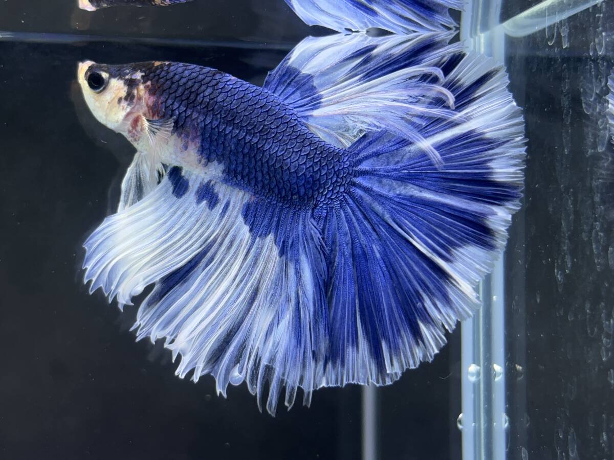 B829 betta Chan *[ animation seeing .^^]NEW! super beautiful beauty! blue white half moon [ safety transportation!][ Thai direct import ][. put on complete compensation ]