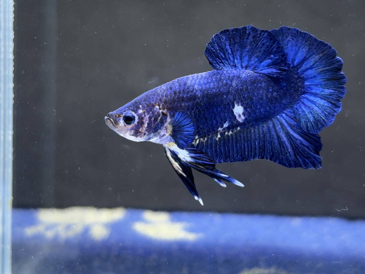 B847 betta Chan *[ animation seeing .^^]NEW! super beautiful beauty! bell bed b loop la cut [ safety transportation!][ Thai direct import ][. put on complete compensation ]