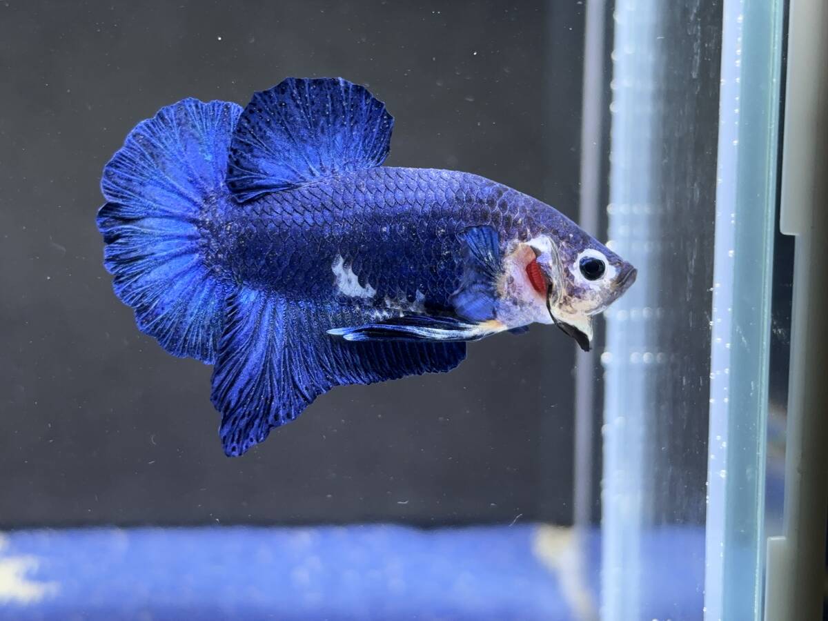 B847 betta Chan *[ animation seeing .^^]NEW! super beautiful beauty! bell bed b loop la cut [ safety transportation!][ Thai direct import ][. put on complete compensation ]