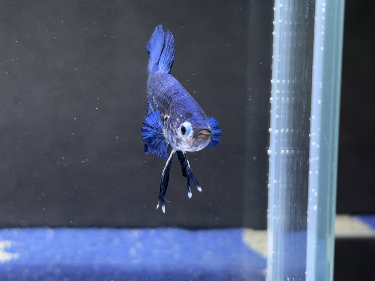 B847 betta Chan *[ animation seeing .^^]NEW! super beautiful beauty! bell bed b loop la cut [ safety transportation!][ Thai direct import ][. put on complete compensation ]