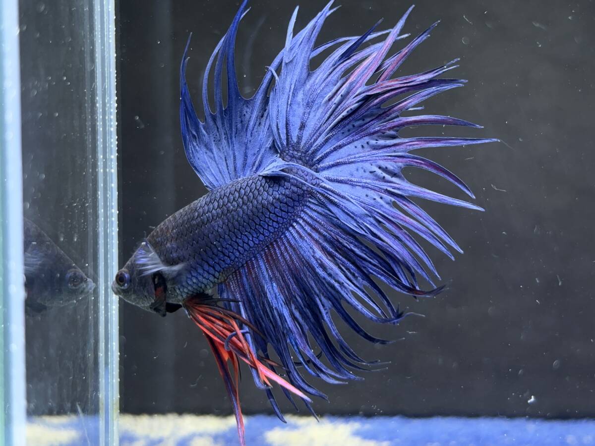 B852 betta Chan *[ animation seeing .^^]NEW! super beautiful beauty! bell bed blue Crown tail [ safety transportation!][ Thai direct import ][. put on complete compensation ]