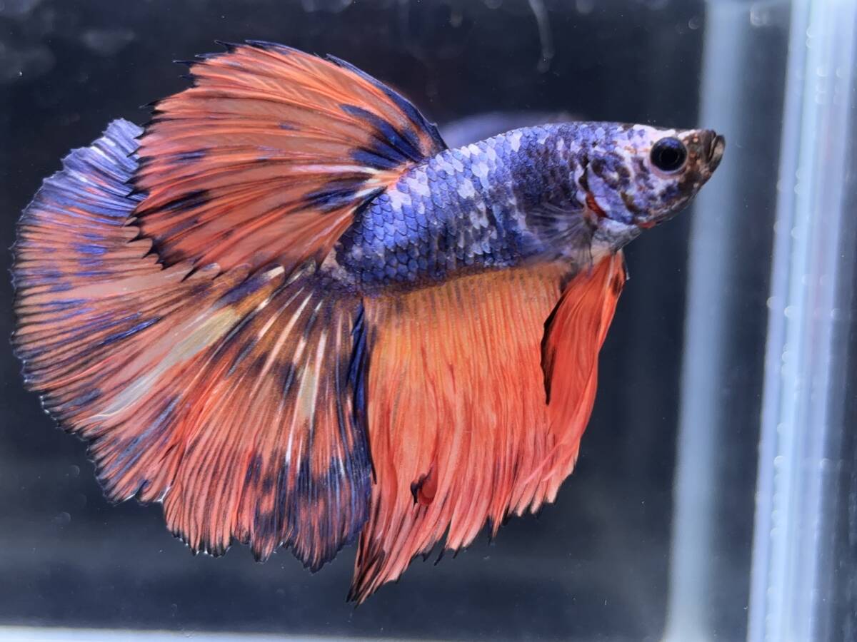 B880 betta Chan *[ animation seeing .^^]NEW! super beautiful beauty! red Blue Dragon half moon [ safety transportation!][ Thai direct import ][. put on complete compensation ]