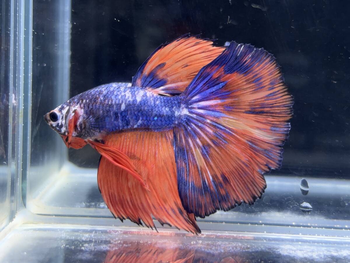 B880 betta Chan *[ animation seeing .^^]NEW! super beautiful beauty! red Blue Dragon half moon [ safety transportation!][ Thai direct import ][. put on complete compensation ]