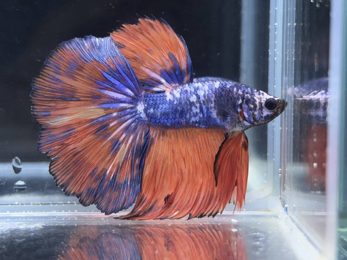 B880 betta Chan *[ animation seeing .^^]NEW! super beautiful beauty! red Blue Dragon half moon [ safety transportation!][ Thai direct import ][. put on complete compensation ]