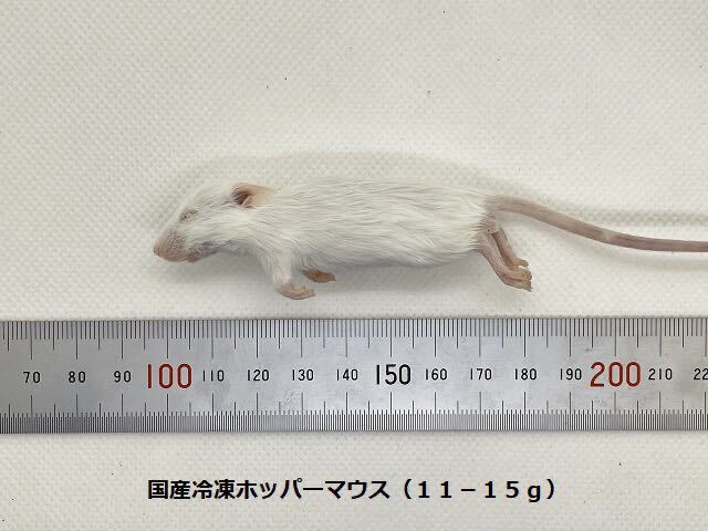 国産冷凍ホッパーマウス（11-15g）10匹セット_画像2