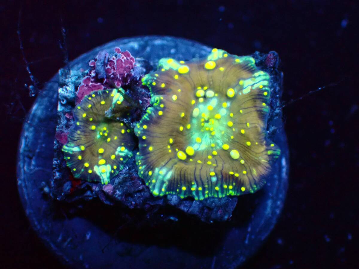 【美ら海】★大感謝祭★☆稀少☆『Gold Lava Lamp Mushroom』【coral】【サンゴ】【アクアリウム】_画像2