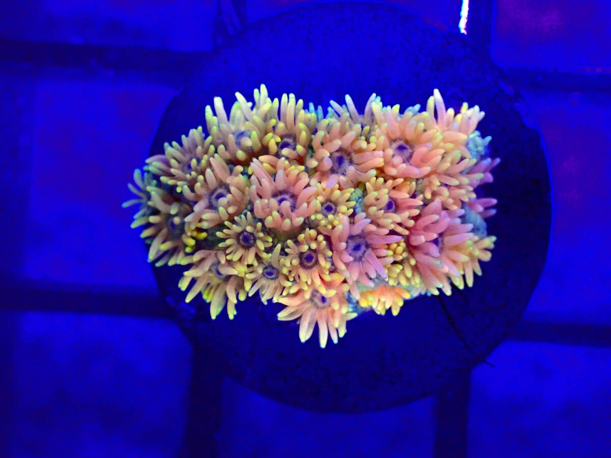 【美ら海】☆ラスト幻のサンゴ☆ ハナガササンゴ ※スーパーイエロー※ 【coral】【サンゴ】【アクアリウム】の画像3