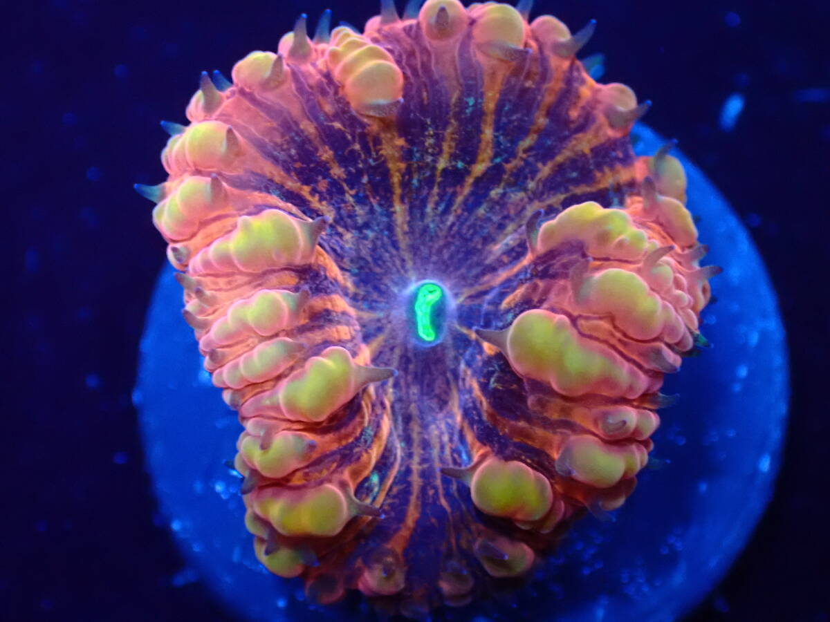 【美ら海】☆激美新カラー☆ オオタバサンゴ スペシャルレッド 『Red Blastomussa』【coral】【サンゴ】【アクアリウム】の画像3