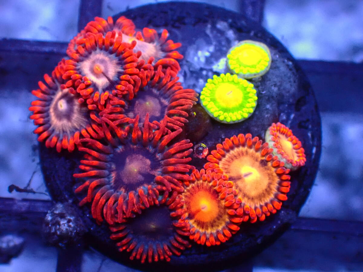 【美ら海】☆激美4色アソート☆ヤバマメスナ『Multi Color Zoa』【coral】【サンゴ】【アクアリウム】_画像2