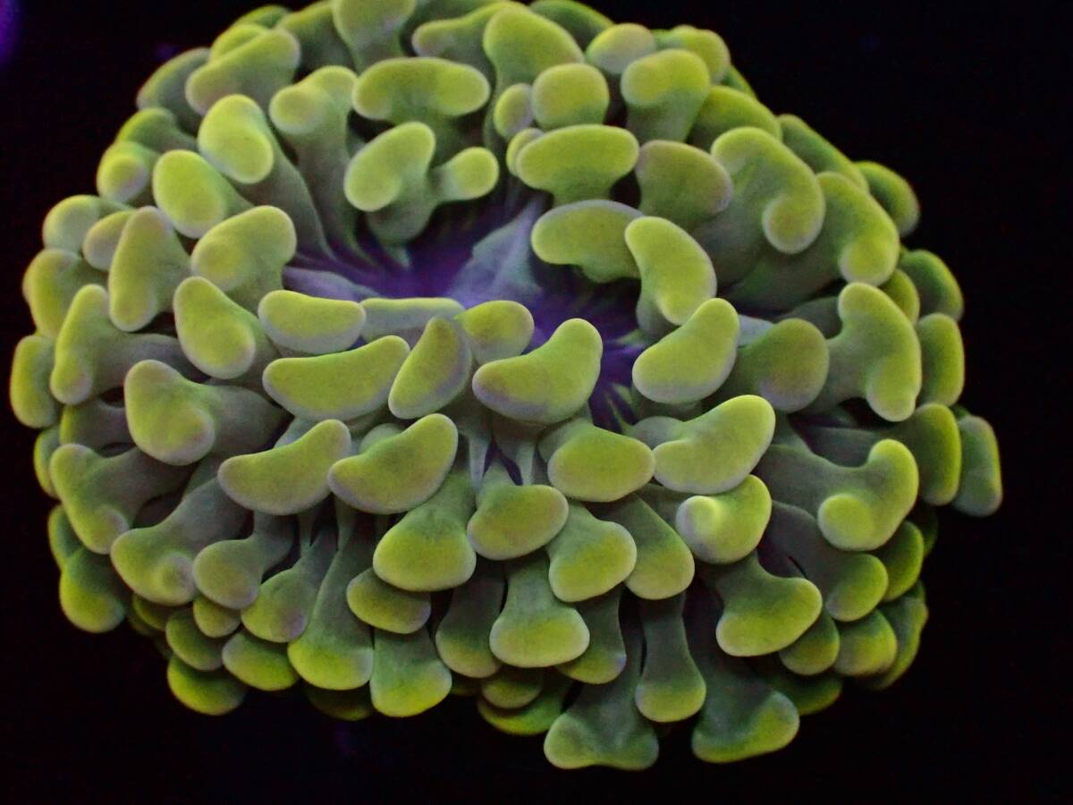 【美ら海】ナガレハナサンゴ 『Green Hummer』【coral】【サンゴ】【アクアリウム】の画像3