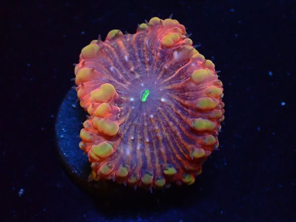 【美ら海】☆激レアカラー☆オオタバサンゴ　『Special Red Blastomussa』【coral】【サンゴ】【アクアリウム】_画像3