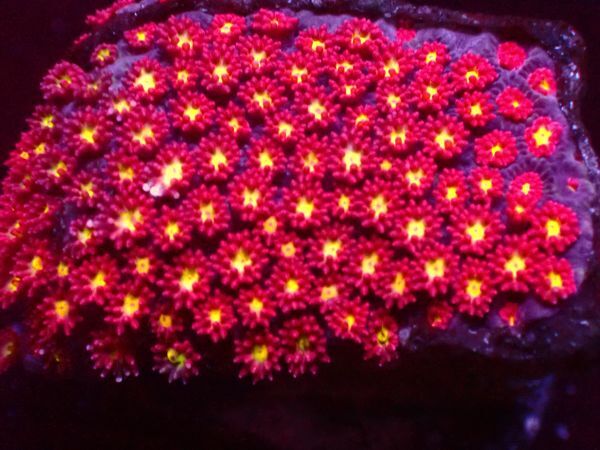 【美ら海】★爆咲★ ソマリアハナガサ 『Goniopora Somalia』【coral】【サンゴ】【アクアリウム】の画像3