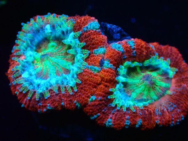 【美ら海】☆激発色2ポリプ☆ カクオオトゲキクメイシ マルチオレンジレッド 『 Micromussa lord』【coral】【サンゴ】【アクアリウム】の画像2