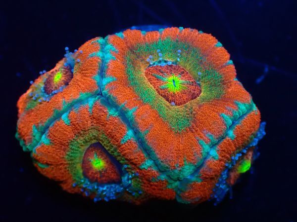 【美ら海】☆激発色4ポリプ☆ カクオオトゲキクメイシ マルチレッド 『Red Multi Micromussa lord』【coral】【サンゴ】【アクアリウム】の画像5