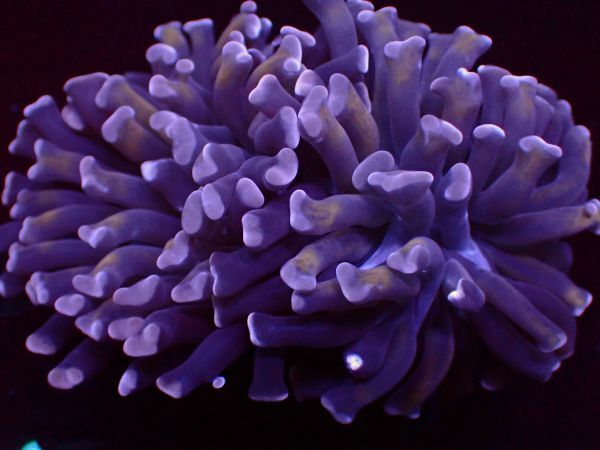 【美ら海】★激美2ヘッド★ ナガレハナサンゴ ダークパープル＆ゴールド『Purple＆Gold Hummer 』【coral】【サンゴ】【アクアリウム】の画像5