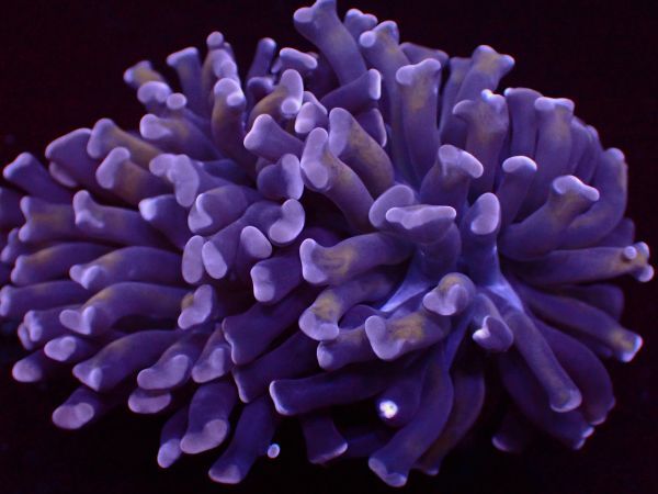 【美ら海】★激美2ヘッド★ ナガレハナサンゴ ダークパープル＆ゴールド『Purple＆Gold Hummer 』【coral】【サンゴ】【アクアリウム】の画像1